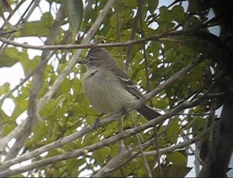 Plain-crested Elaenia - ML201987581