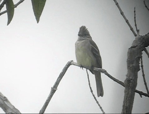 Yellow-bellied Elaenia - ML201987611