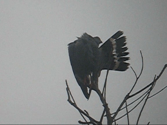 Azor Zancón (caerulescens) - ML201987621