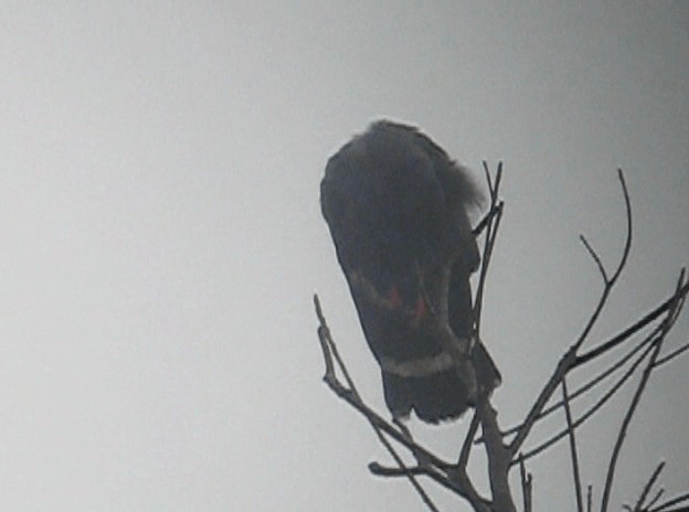 káně dlouhonohá (ssp. caerulescens) - ML201987631