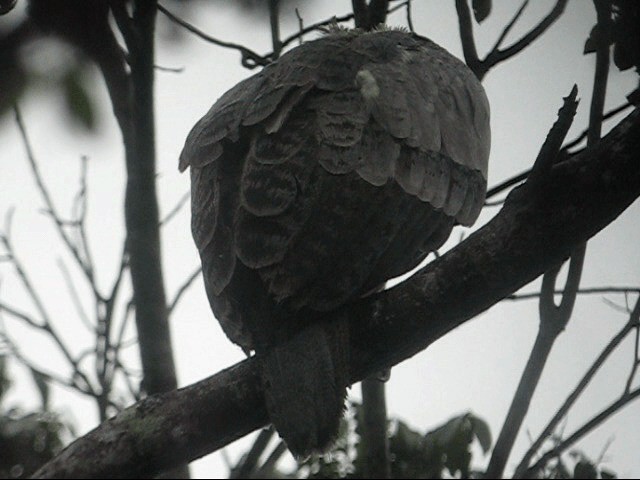 Harpy Eagle - ML201987721