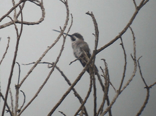 Long-billed Starthroat - ML201987731