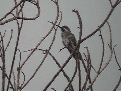 Long-billed Starthroat - ML201987741