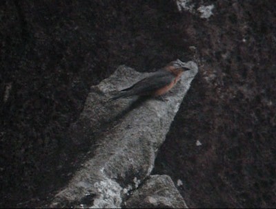 Cliff Flycatcher (Cliff) - ML201987761