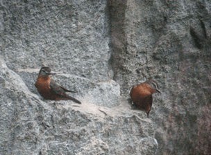 Cliff Flycatcher (Cliff) - ML201987771