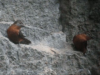 Cliff Flycatcher (Cliff) - ML201987781