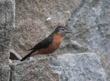Cliff Flycatcher (Cliff) - ML201987791