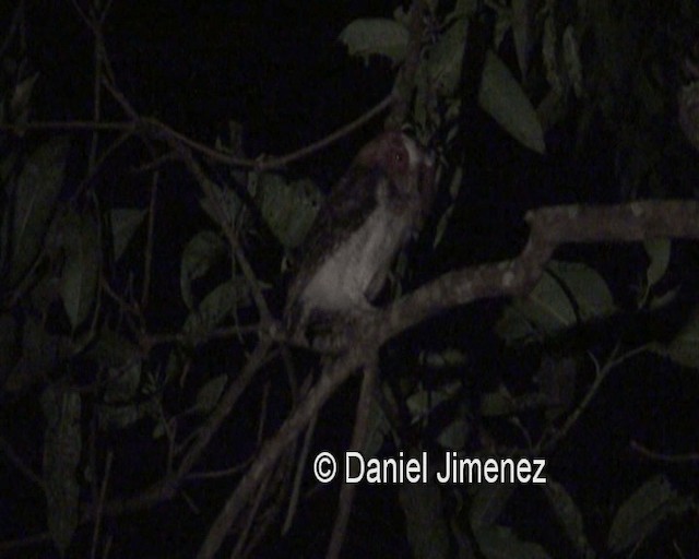 ネグロスコノハズク - ML201987811