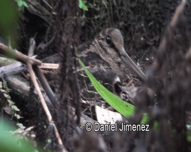 Bukidnon Woodcock - ML201987831