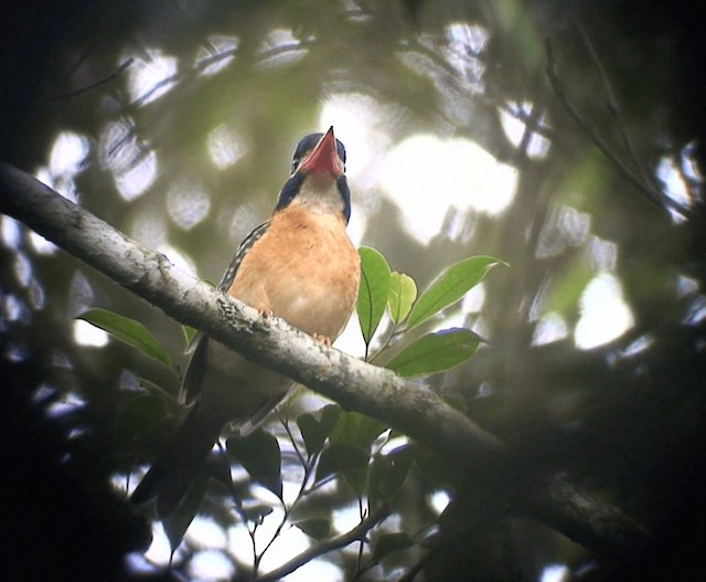 Blue-capped Kingfisher - ML201987841