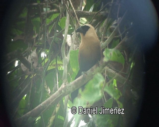 Coucal à face noire - ML201987861