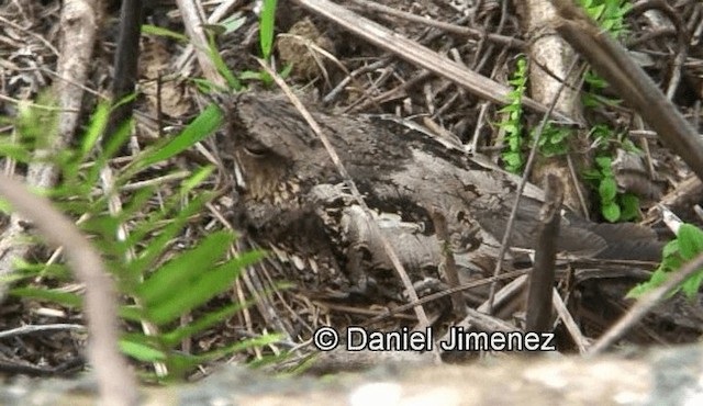 Philippine Nightjar - ML201987911