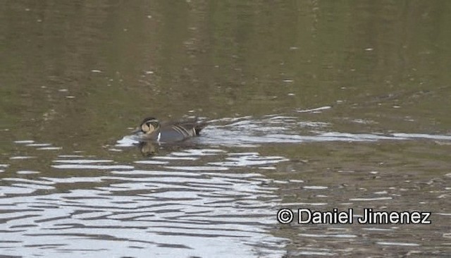 Baikal Teal - ML201988001