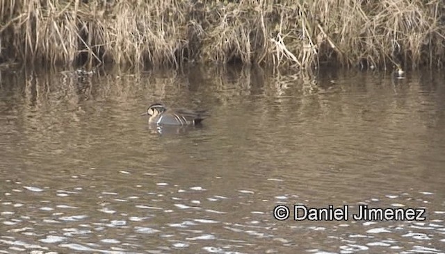 Baikal Teal - ML201988011