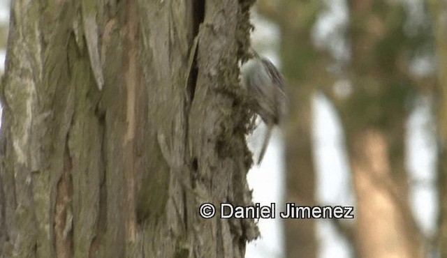 Short-toed Treecreeper - ML201988091