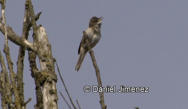 Greater Whitethroat - ML201988101