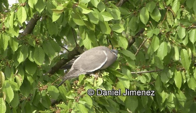 Common Wood-Pigeon (White-necked) - ML201988131