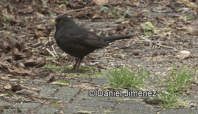 Eurasian Blackbird - ML201988151