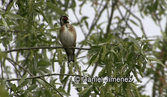 Chardonneret élégant (groupe carduelis) - ML201988161