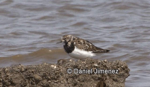 Ruddy Turnstone - ML201988171