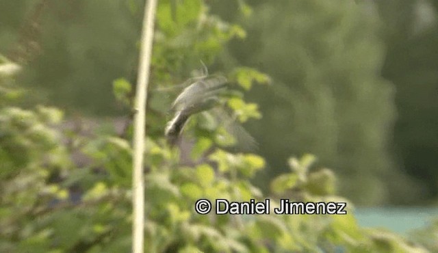 Long-tailed Tit (europaeus Group) - ML201988181