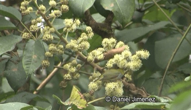 Chestnut-flanked White-eye - ML201988241