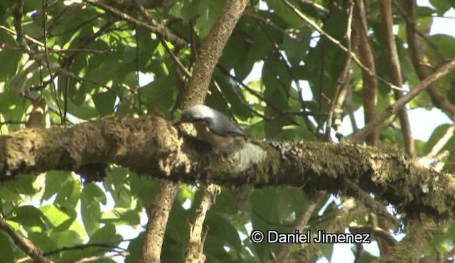 Chestnut-vented Nuthatch - ML201988261