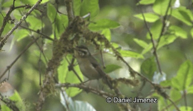 Rufous-winged Fulvetta - ML201988311