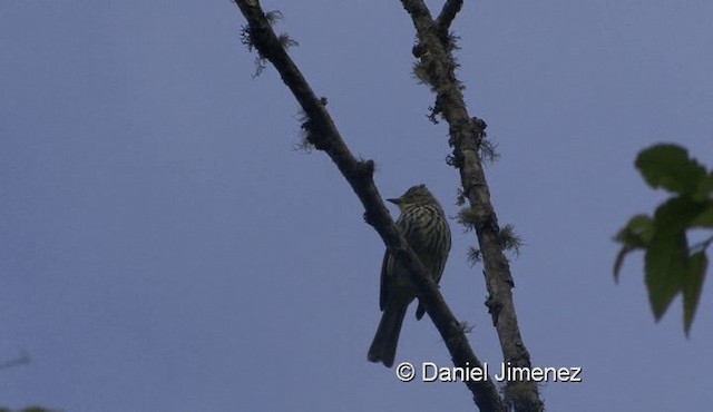 Striated Bulbul - ML201988341