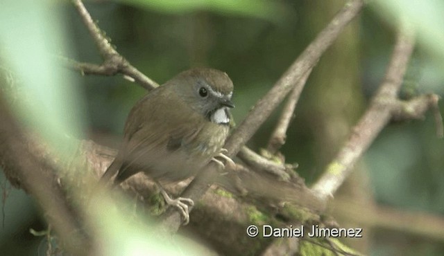 White-gorgeted Flycatcher - ML201988371