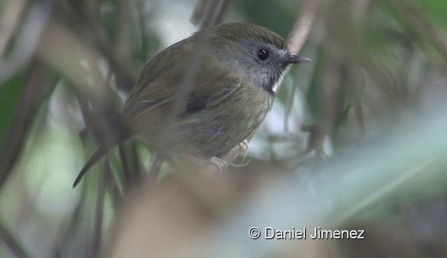 White-gorgeted Flycatcher - ML201988381