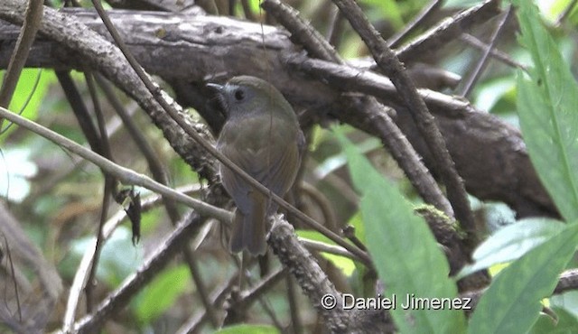 White-gorgeted Flycatcher - ML201988391