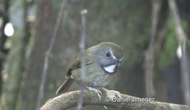 White-gorgeted Flycatcher - ML201988401