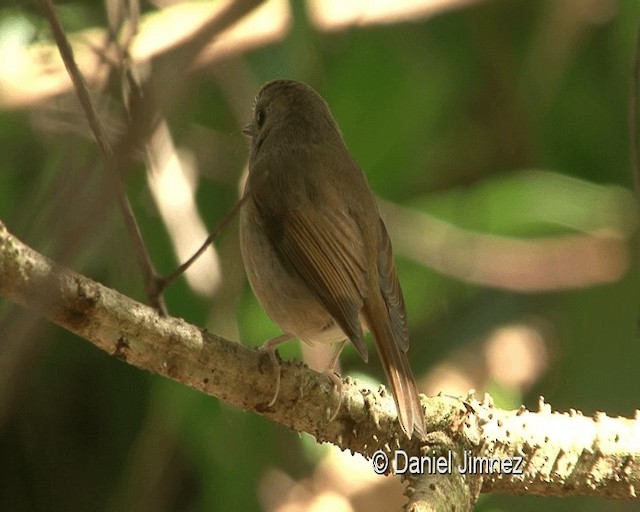 White-gorgeted Flycatcher - ML201988421