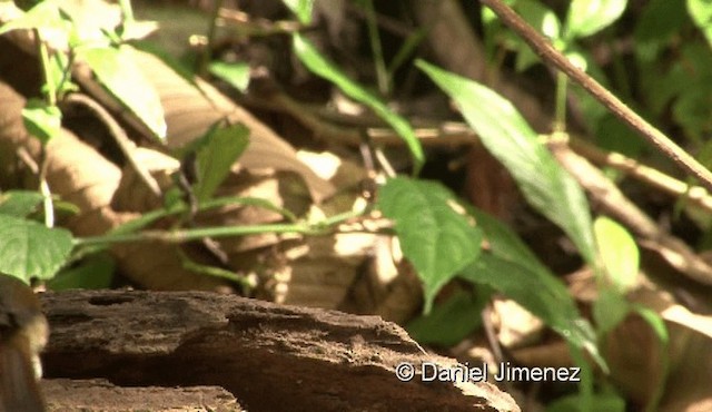 White-gorgeted Flycatcher - ML201988431