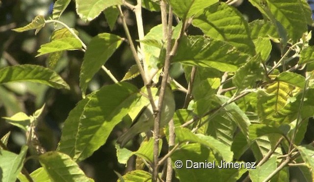 Davison's Leaf Warbler - ML201988461