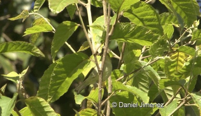 Mosquitero de Davison - ML201988461