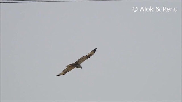 Long-legged Buzzard (Northern) - ML201988501