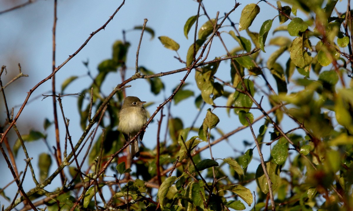 Yellow-bellied Flycatcher - Jay McGowan