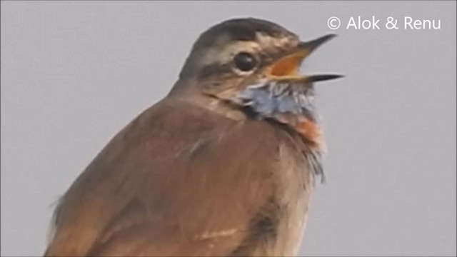 Bluethroat (Red-spotted) - ML201988551