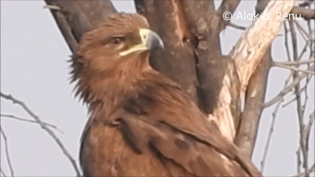 Tawny Eagle - ML201988581