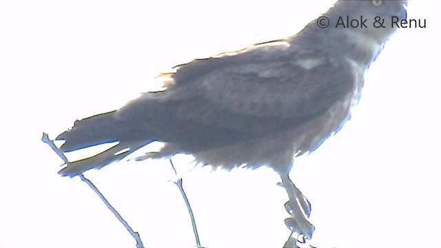 Short-toed Snake-Eagle - ML201988621