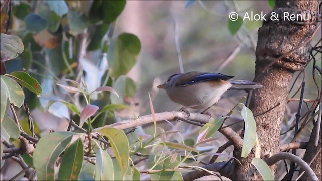 Blue-winged Minla - ML201988631