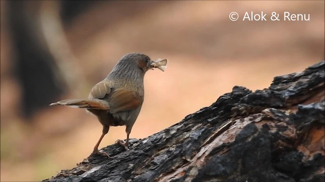 Streaked Laughingthrush - ML201988681