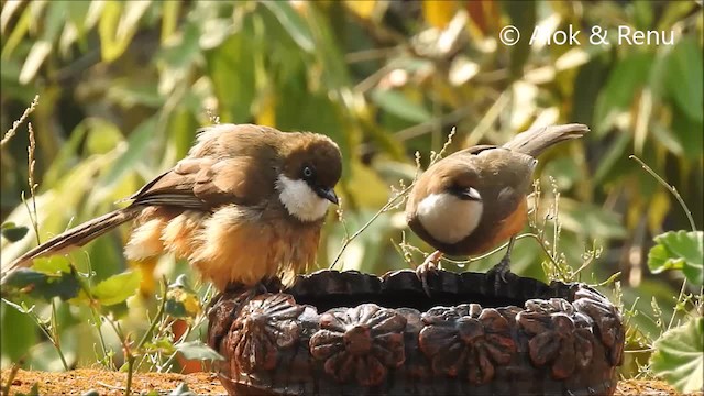 White-throated Laughingthrush - ML201988711