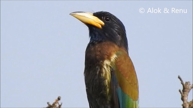 Great Barbet - ML201988721