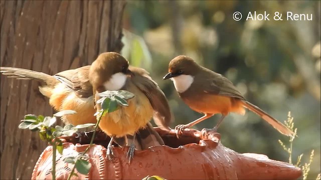 White-throated Laughingthrush - ML201988731