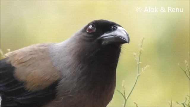 Gray Treepie - ML201988741