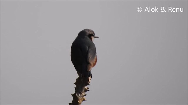 Chestnut-bellied Nuthatch - ML201988751