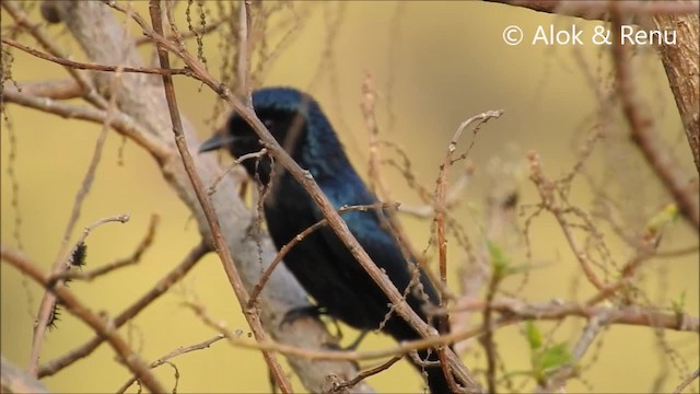 Bronzed Drongo - ML201988781